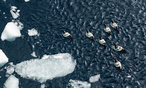 آب شدن یخ های قطب جنوب سرعت گرفته است